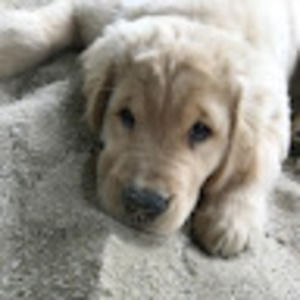 Meet your Posher, Annabelle